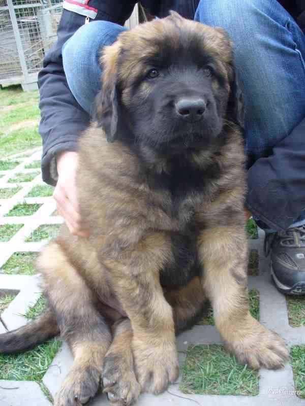 LEONBERGER s PP - foto 4