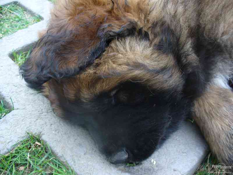 LEONBERGER s PP - foto 5
