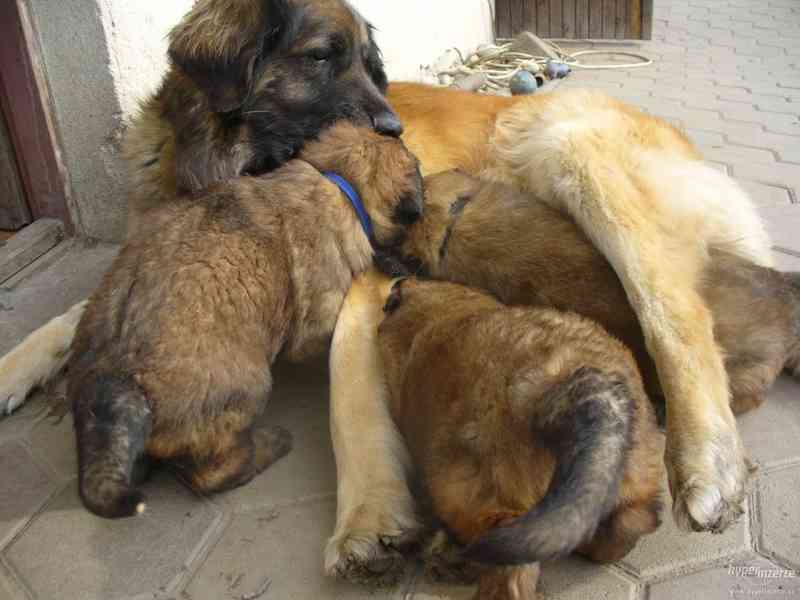 LEONBERGER s PP - foto 7