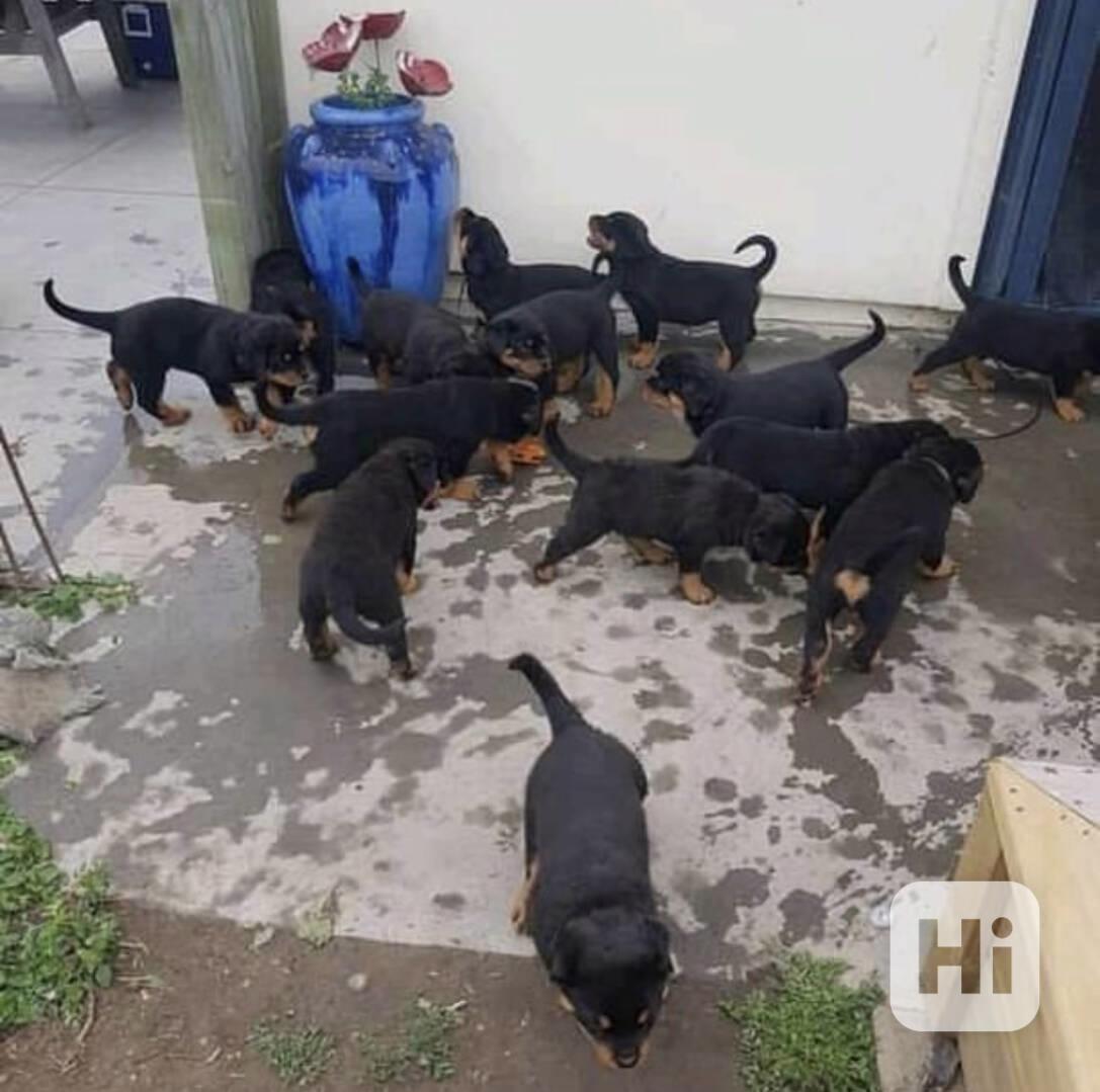 Štěňata rotvajlera připravena - foto 1