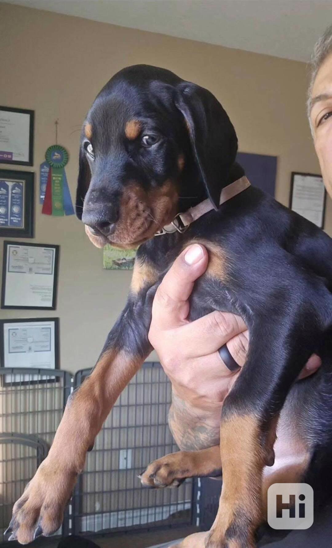 Dobrman naléhavě potřebuje nový domov. - foto 1