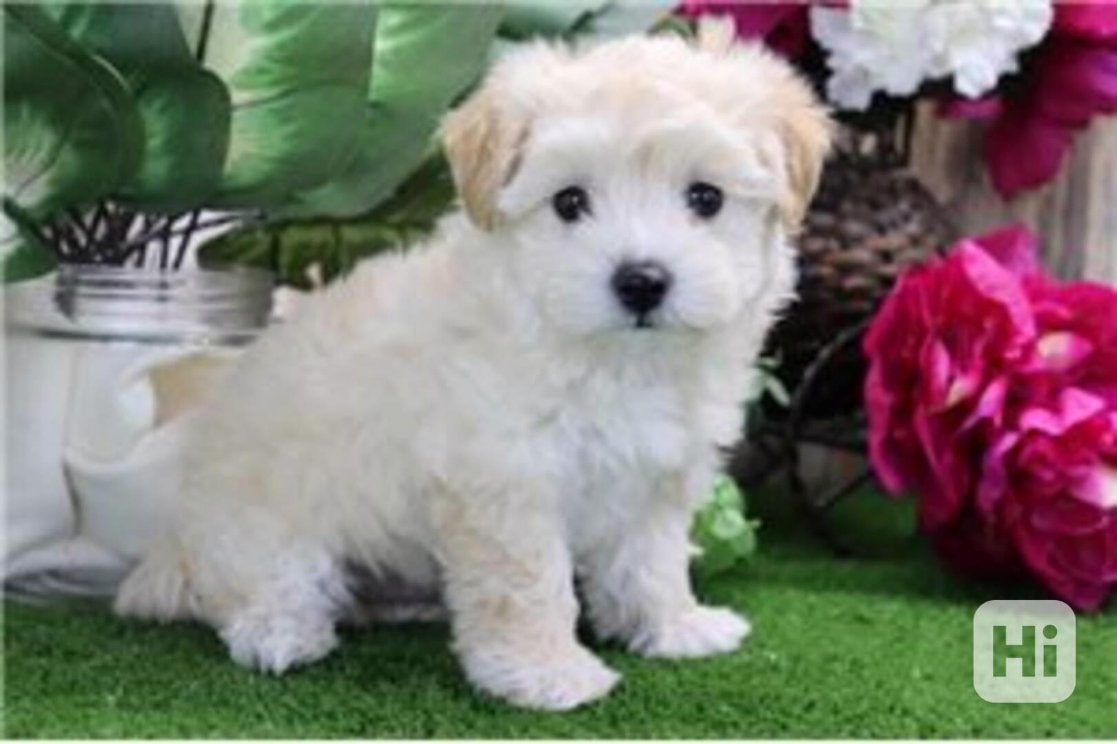 Štěňata Maltipoo připravena do nového domova Štěňata Maltipo - foto 1