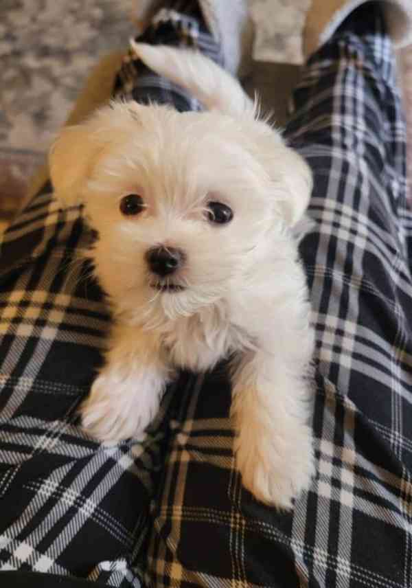 Zdravá štěňata maltézského ovčáka k adopci.