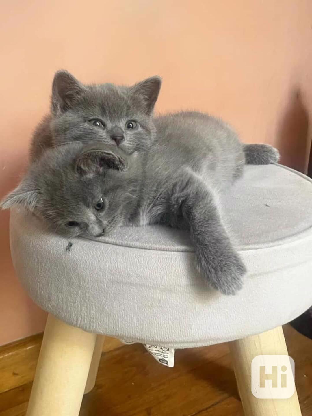 💙 Roztomilá modrá Chartreux kočka a kotě k dispozici 💙 - foto 1