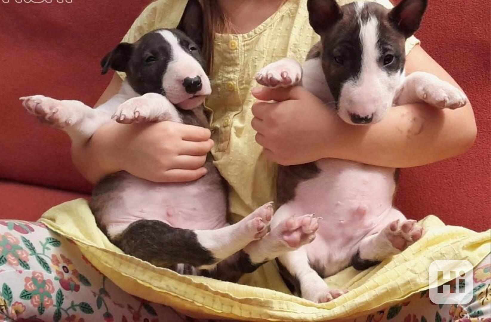 Mini bullteriér - foto 1