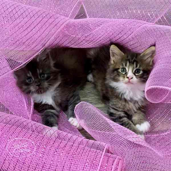 Dvě Mainská mývalí Koťata na prodej - foto 1