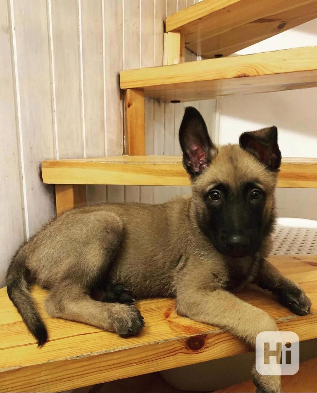 Štěňata belgického salašnického psa, ideální společník - foto 1