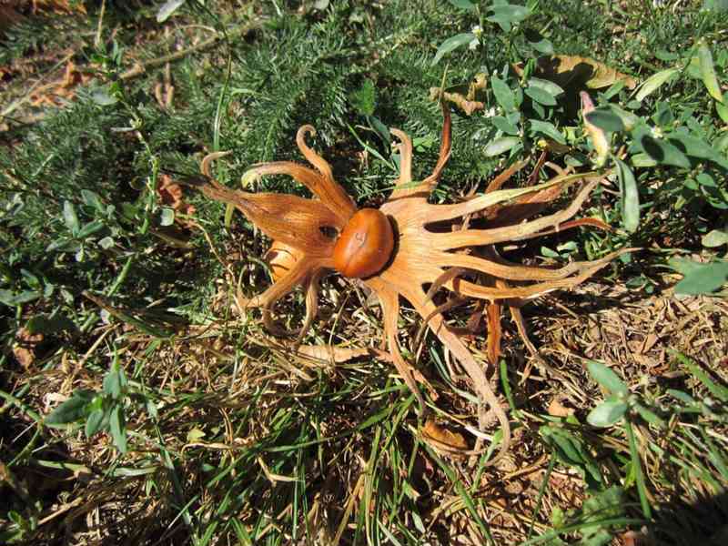 Líska turecká (Corylus colurna) - 40 cm - foto 4
