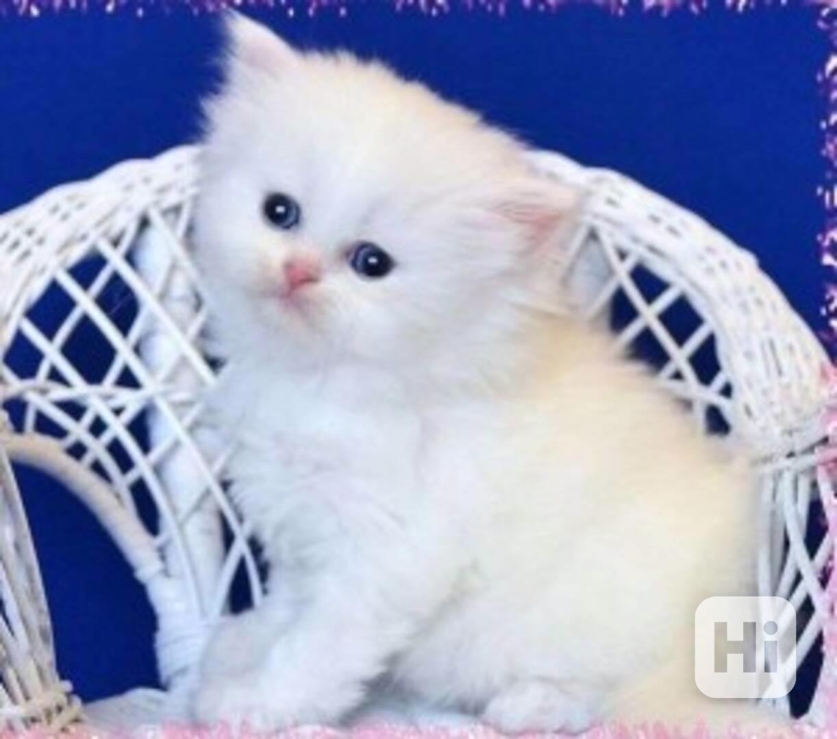 zdravá perská koťata k adopci - foto 1