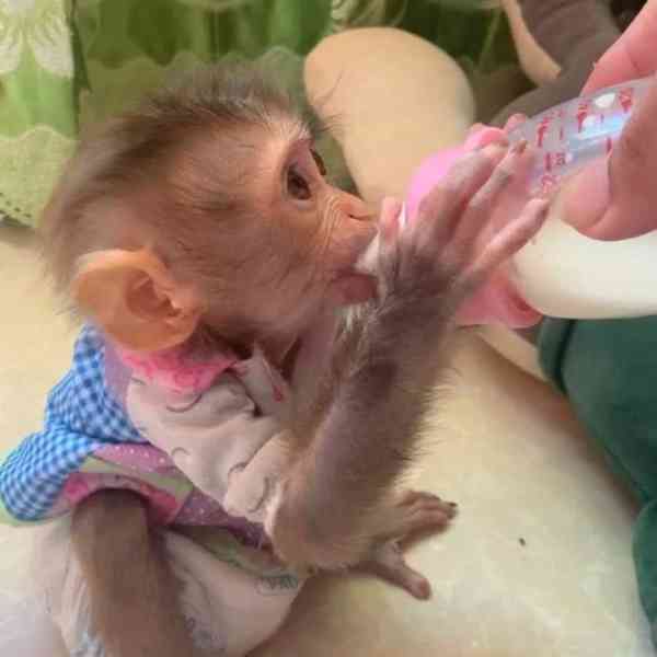 Kapucínské opice (samec a samice)