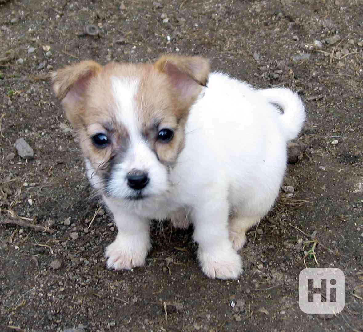 Poslední 2 pejsci a 1 fenka Jack Russell teriéra s PP - foto 1