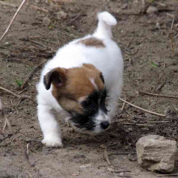 Poslední 2 pejsci a 1 fenka Jack Russell teriéra s PP - foto 5