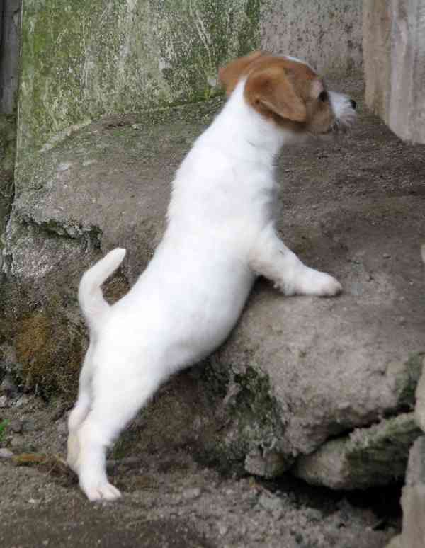 Poslední 2 pejsci a 1 fenka Jack Russell teriéra s PP - foto 9