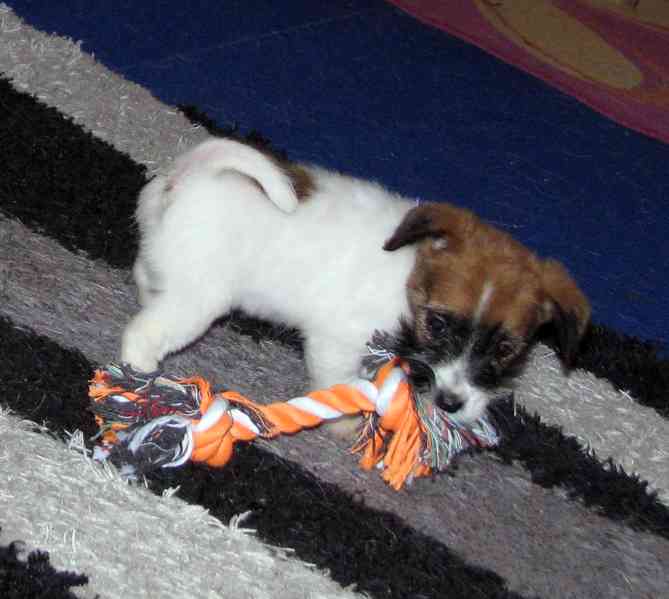 Poslední 2 pejsci a 1 fenka Jack Russell teriéra s PP - foto 6