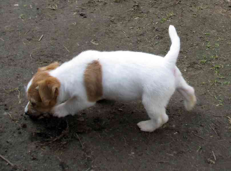 Poslední 2 pejsci a 1 fenka Jack Russell teriéra s PP - foto 8