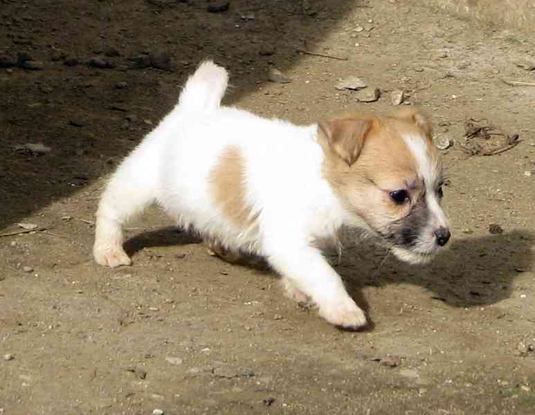 Poslední 2 pejsci a 1 fenka Jack Russell teriéra s PP - foto 3