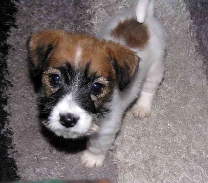 Poslední 2 pejsci a 1 fenka Jack Russell teriéra s PP - foto 4