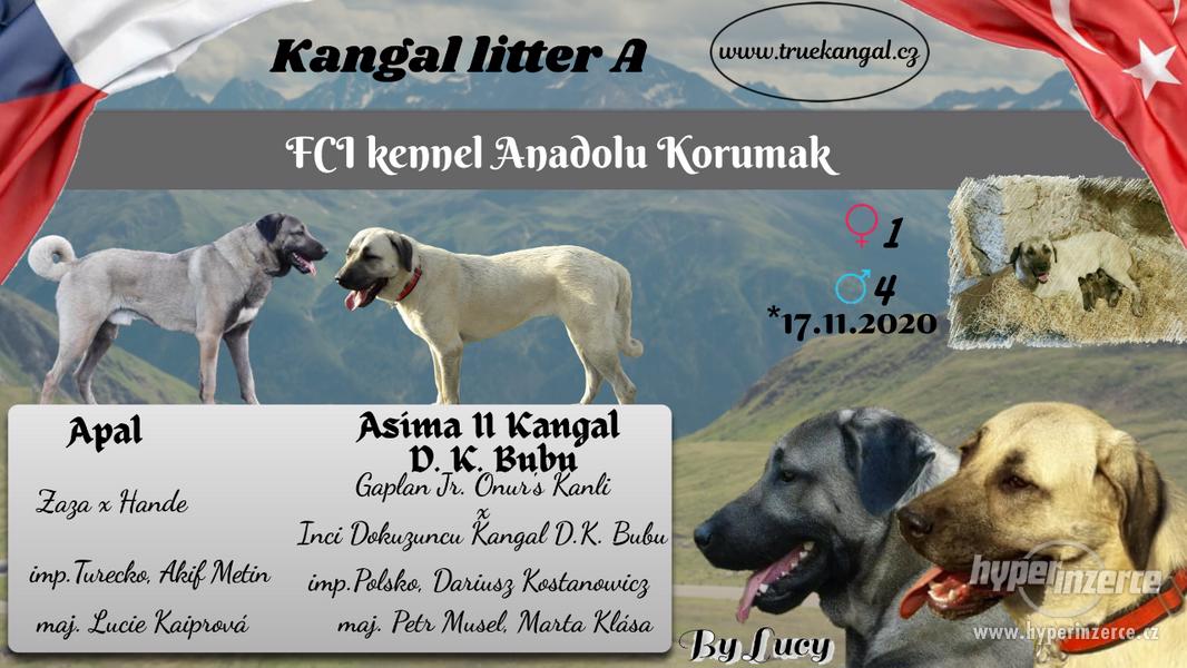KANGAL - Kangalský pastevecký pes štěňata s PP - foto 1