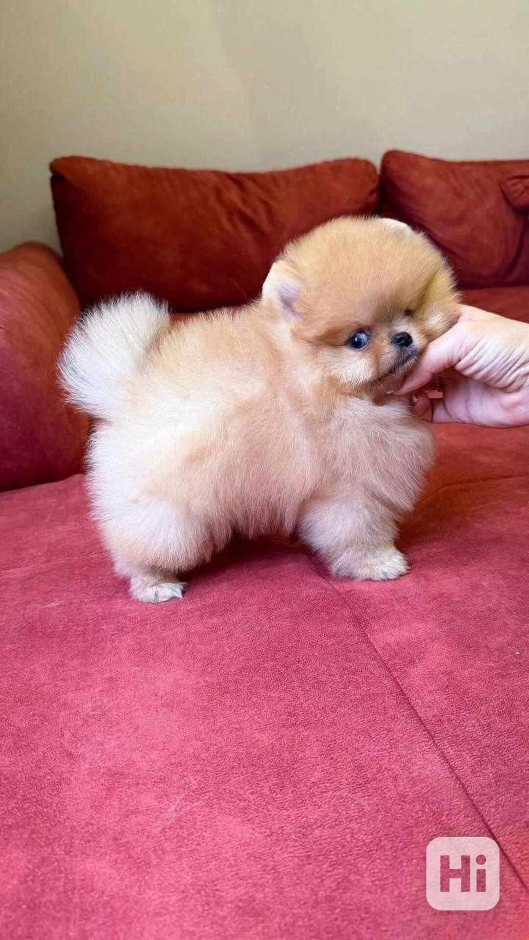 Pomeranian štěňata na prodej - foto 1