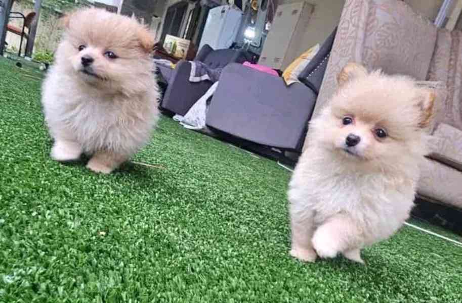 Pomeranian štěňata na prodej - foto 5