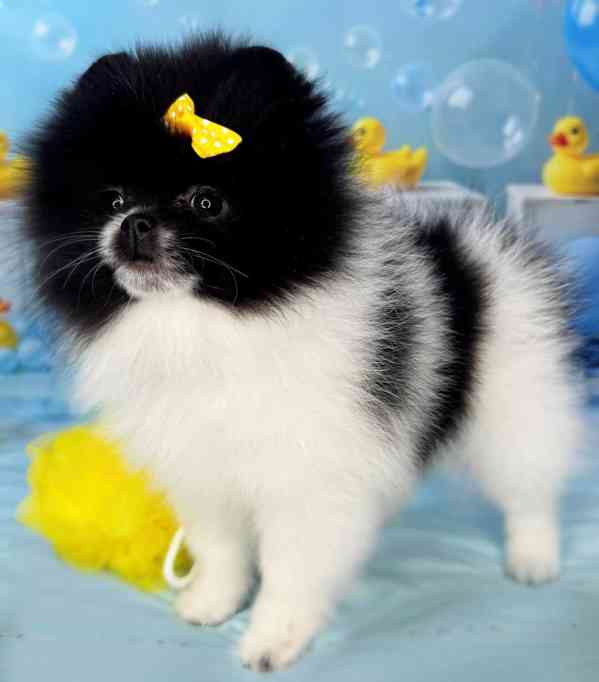 Pomeranian štěňata na prodej - foto 6