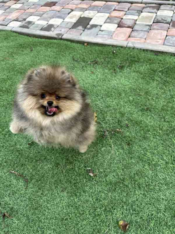 Pomeranian štěňata na prodej - foto 4