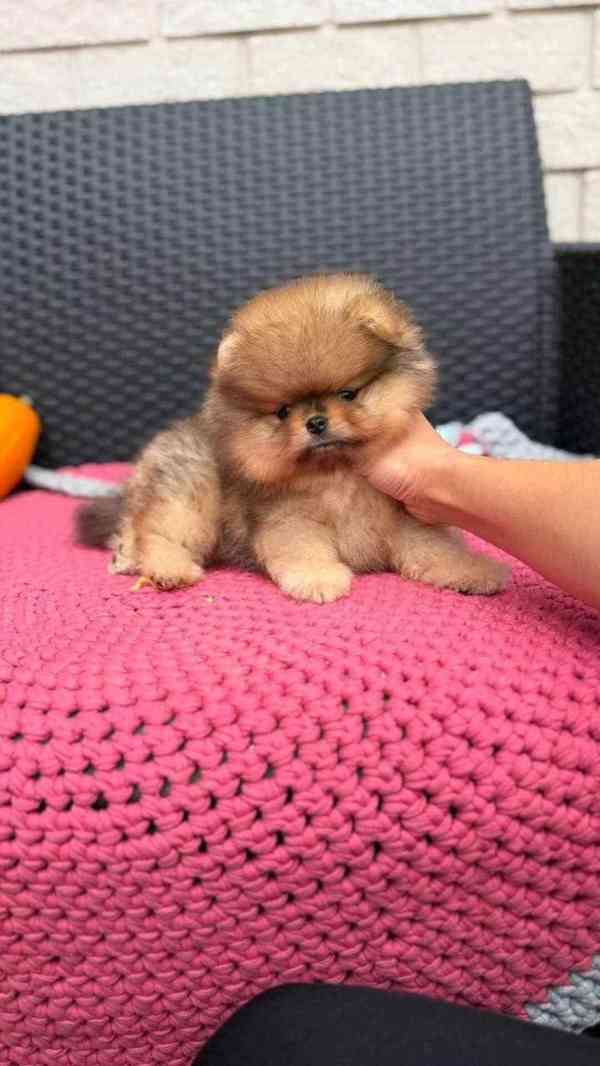 Pomeranian štěňata na prodej - foto 2