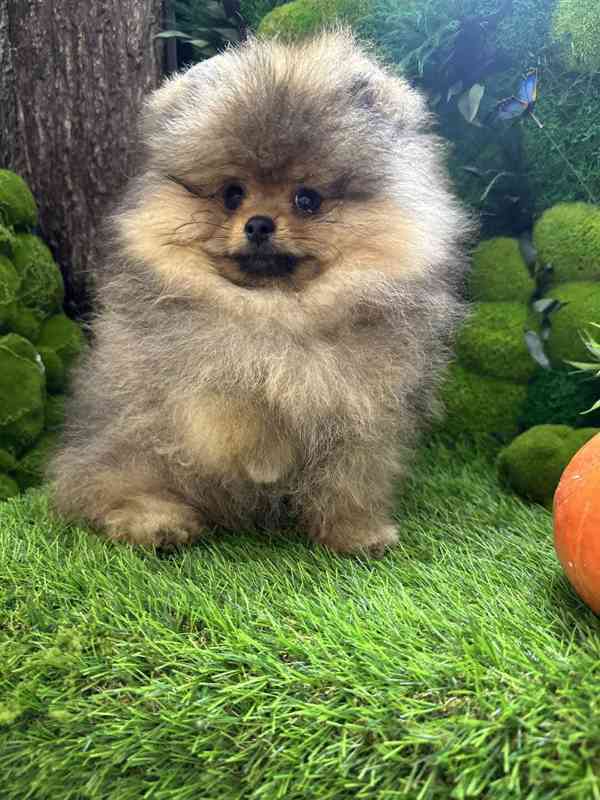 Pomeranian štěňata na prodej - foto 3
