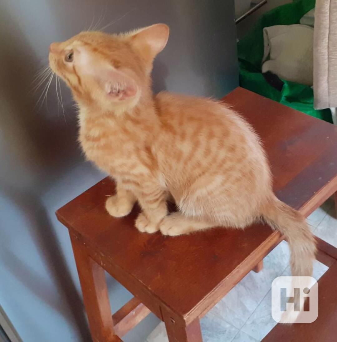 Rezavý Malý Filípek – démon je 2,5měsíční domácí, - foto 1