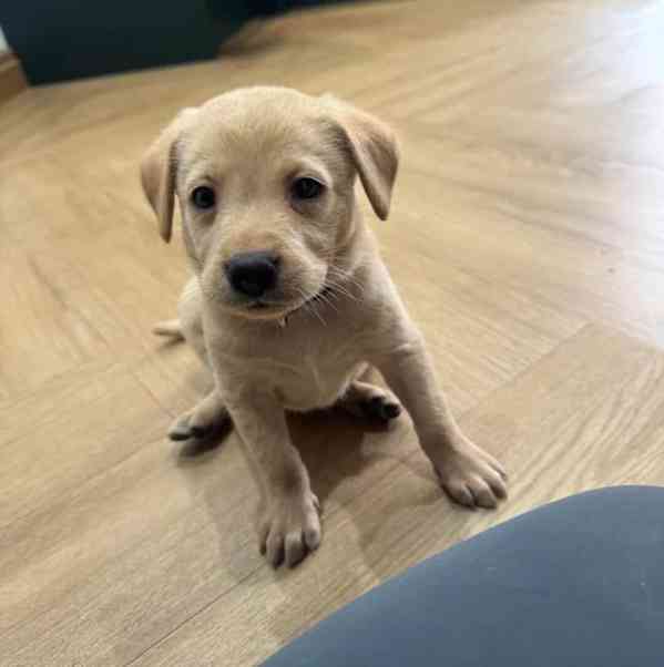 Štěňata labradorů - foto 5