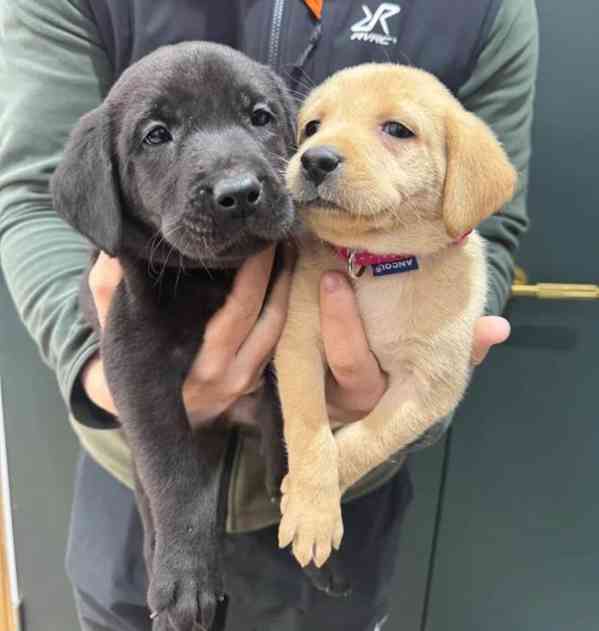 Štěňata labradorů - foto 1