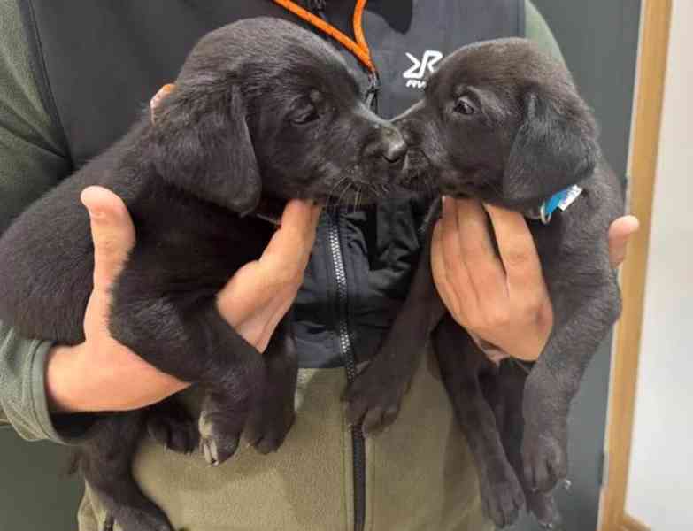 Štěňata labradorů - foto 3