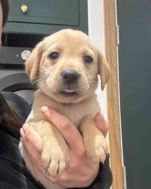 Štěňata labradorů - foto 6