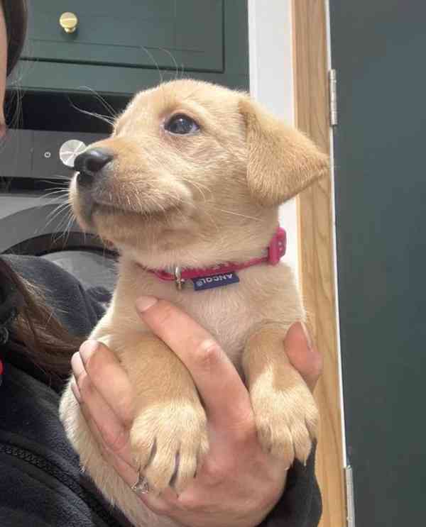 Štěňata labradorů - foto 4