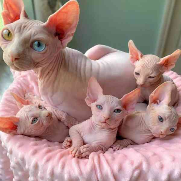 koťátka sphynxů  - foto 1