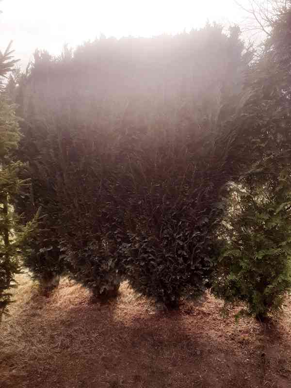 Realizace, údržby, návrhy zahrad  - foto 7