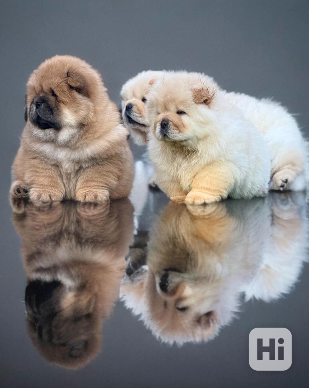 🐻🐻Krásná štěňata Chow Chow🐻🐻 - foto 1