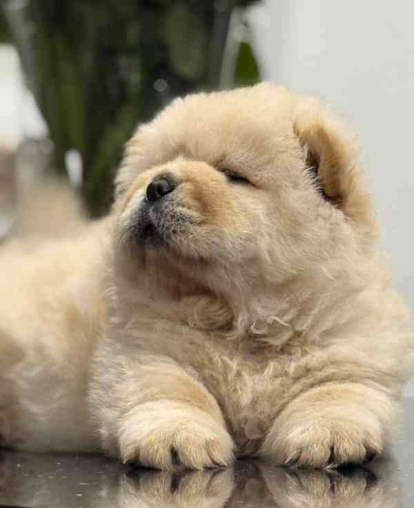 🐻🐻Krásná štěňata Chow Chow🐻🐻 - foto 2
