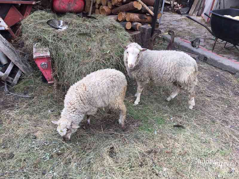 Beránek a ovečka - foto 1
