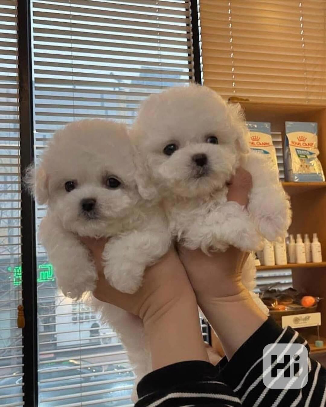 Prodáme štěňata bišonka frise s PP. - foto 1