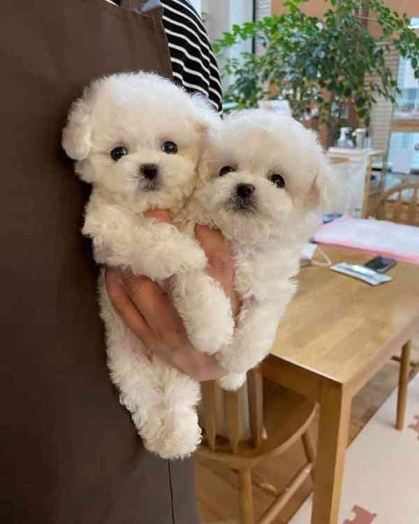 Prodáme štěňata bišonka frise s PP. - foto 2