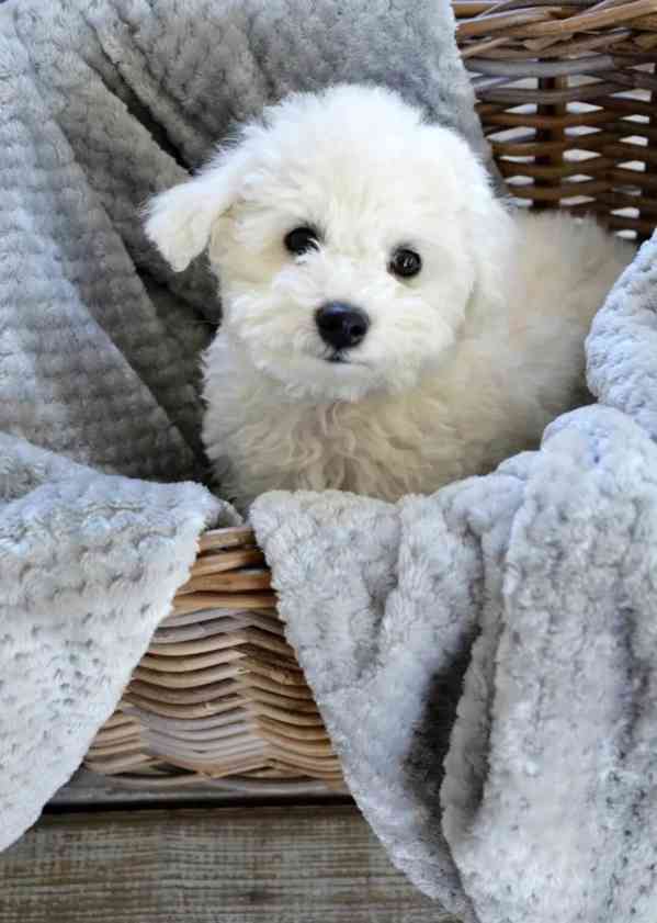 Prodáme štěňata bišonka frise s PP. - foto 5