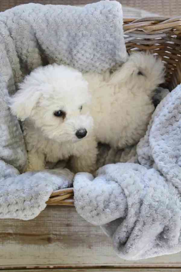 Prodáme štěňata bišonka frise s PP. - foto 4