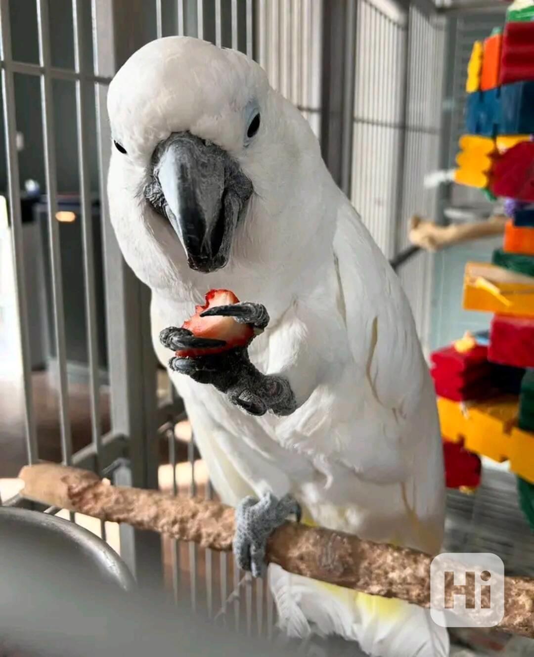 Rozkošní papoušci kakadu připraveni na nový domov - foto 1