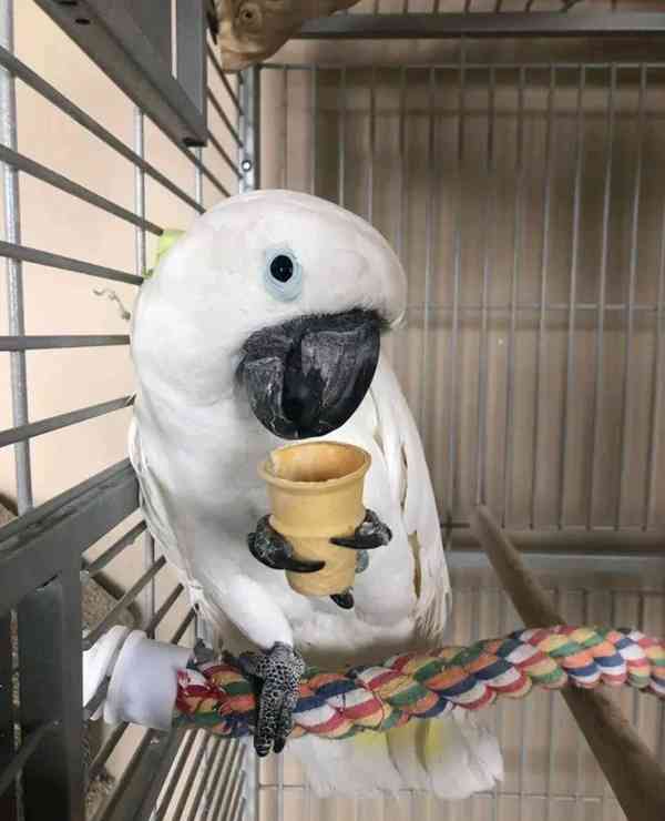 Rozkošní papoušci kakadu připraveni na nový domov - foto 3