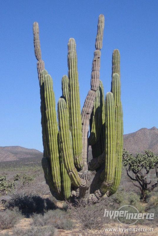 Kaktus Pachycereus pringlei - semena - foto 1