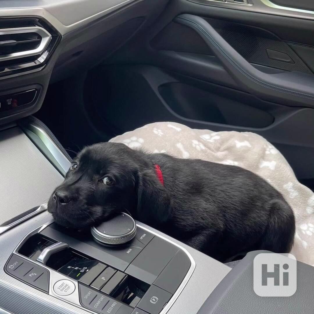 labradorský retrívr - foto 1