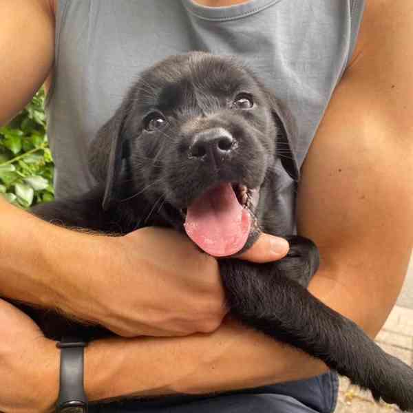 labradorský retrívr - foto 2