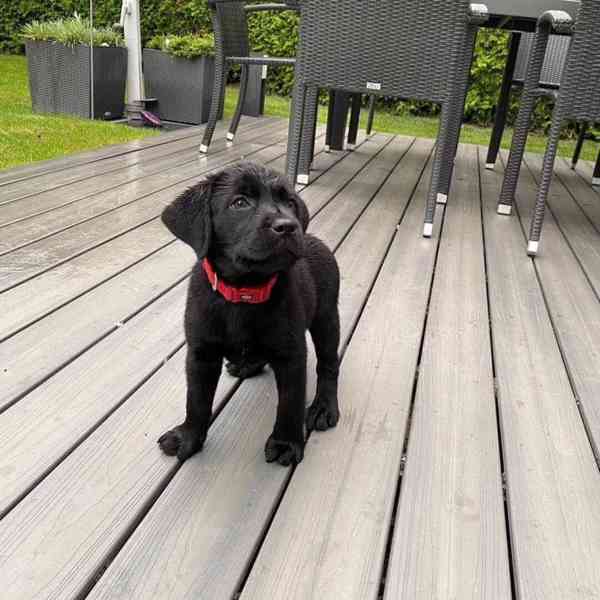 labradorský retrívr - foto 3