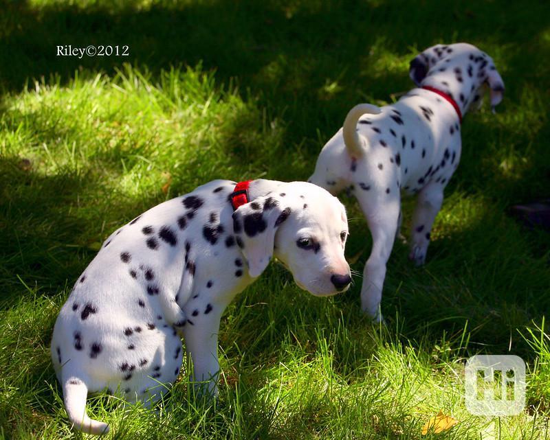 Malá štěňátka dalmatinů hledají nový domov - foto 1